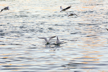 V&ouml;gel M&ouml;we am fliegen Vogelrippe und Seuche