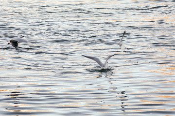 Vögel Möwe am fliegen Vogelrippe und Seuche