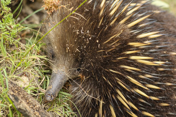 Echidna foraging