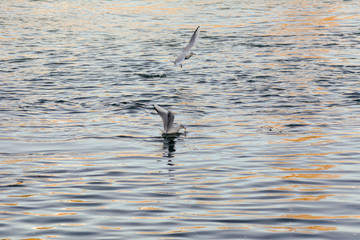 Vögel Möwe am fliegen Vogelrippe und Seuche