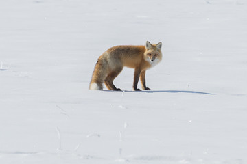 Red fox checking out his audience in Yellowstone National Park,