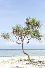 Fototapeta na wymiar Tree on the beautiful tropical beach