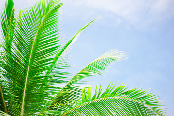 Obraz na płótnie Canvas Palm tree leaves over peaceful tropical beach background, blue sea landscape card