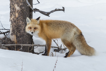 Red fox checking out his audience in Yellowstone National Park,