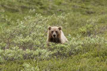 Grizzly bear peering at me through the willows in Denali Nationa
