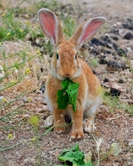 Naklejka na ściany i meble Close up to a very lovely bunny...with big ears