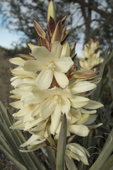 Yucca blooming along the Continental Divide Trail in the Gila Na