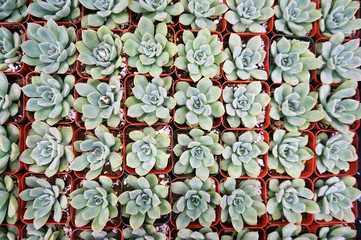 Rows of Succulants
