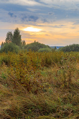 Field and edge of the forest at sunset