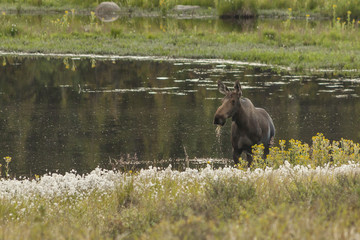 Cow moose feeding in a kettle pond, Denali National Park, Alaska