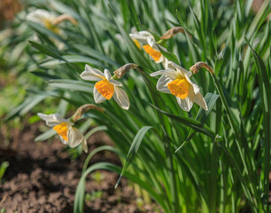 Daffodil flowers on a background of greens and earth