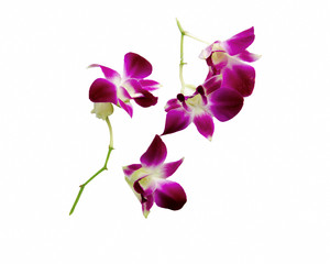 Obraz na płótnie Canvas Violet orchid isolated on white background