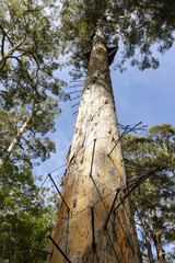 Fototapeta premium Fire Lookout at the top of a nearly 100 meter gum tree.