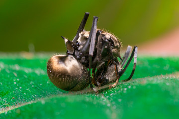 Male Worker Golden Weaver Ant (Polyrhachis dives) with three Ocelli, the simple eyes on its head, crawling on a leaf