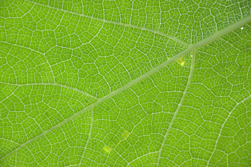 green Leaves background, green Leaves background, close-up detail of texture green leaf