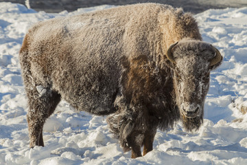 Frosty bison on a cold winter morning in Yellowstone National Pa