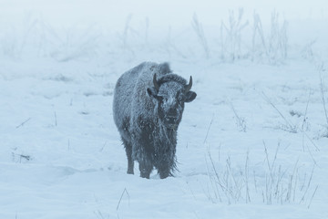 Frosty bison in the fog on a sub-zero winter morning in Yellowst © mtnmichelle