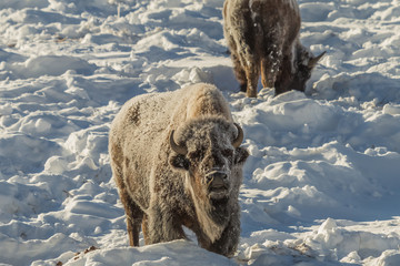 Frosty bison bellowing, Yellowstone National Park, Wyoming. © mtnmichelle