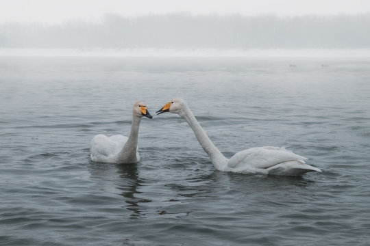 Two swans/Two swans on the river communicate