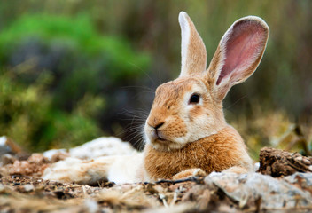 Found Mr big ears. Low angle view of a really pretty and cute bunny rabbit with big ears lying down and resting on fields