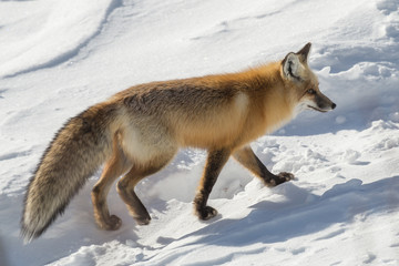 Naklejka premium Red fox walking next to the road in Yellowstone National Park, W