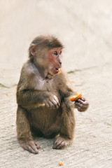funny monkey eats fruit  in a park