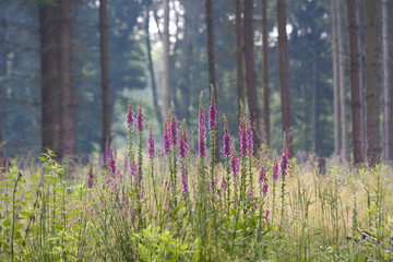 Fingerhut auf Waldlichtung