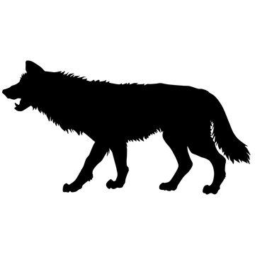  Black and white vector silhouette illustration of a wolf