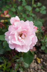 Pink rose head in the garden 