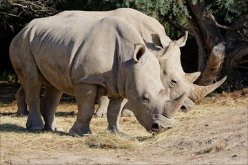 Obraz premium rhinocéros