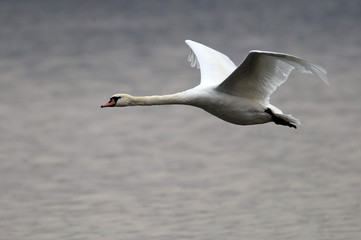 Fototapeta premium Mute Swan flying over the River Danube at Zemun in the Belgrade Serbia.