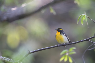 キビタキ,スズメ目,ヒタキ科,ヒタキ亜科