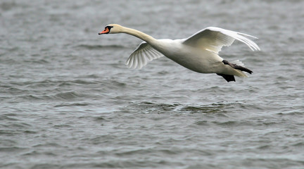 Mute Swan flying over the River Danube at Zemun in the Belgrade Serbia.