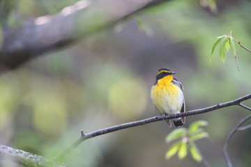 Fototapeta premium キビタキ,スズメ目,ヒタキ科,ヒタキ亜科