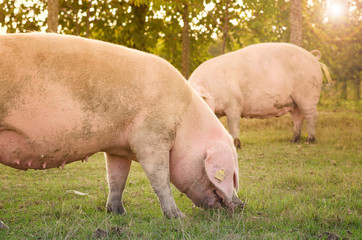 Fototapeta na wymiar Pigs eating on the farm. Pig farm. Husbandry. Cattle grazing. Pork,food.