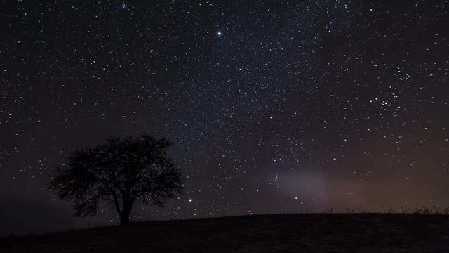 Time lapse of stars sky with milky way moving over old tree silhouette