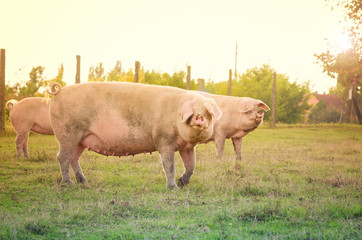 Pigs on the farm. Pig farm, food.
