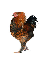 Young motley rooster isolated 