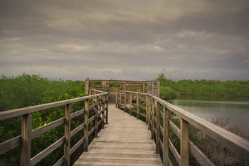 Obraz premium Bird Observatory Board walk at Eydhigili Kullhi ( Mangroves) Maldives