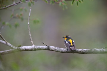 キビタキ,スズメ目,ヒタキ科,ヒタキ亜科