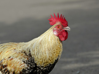 Red junglefawl, male, chicken, French Polynesia 