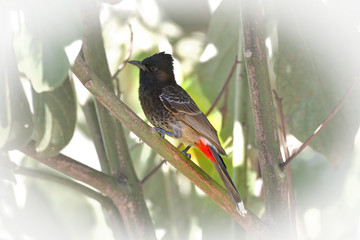 Red-vented Bulbul, exotic bird in a tree, Polynesia