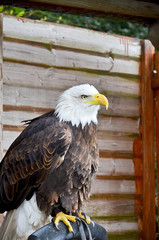 Portrait of a bald eagle (lat. haliaeetus leucocephalus)