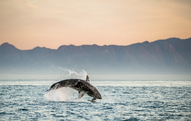 Fototapeta premium Great White Shark (Carcharodon carcharias) breaching in an attac