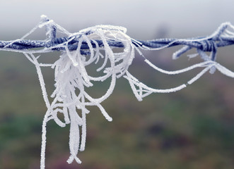 Morning Frost