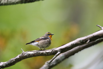 Fototapeta premium キビタキ,スズメ目,ヒタキ科,ヒタキ亜科