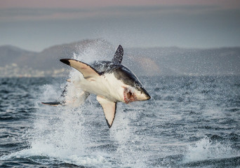 Great White Shark (Carcharodon carcharias) breaching in an attack
