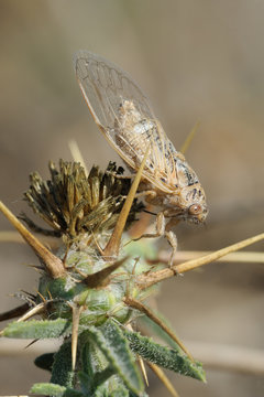 Closeup of the nature of Israel - cicada on the thorn