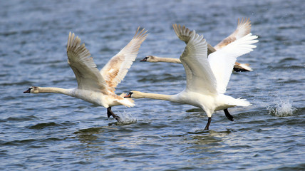 Three swans running on water for take off.Swans is taking off from water. Swans running on River Danube in Zemun,Belgrade Serbia.