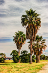 Fototapeta na wymiar Palm trees along the coast in Palermo at beautiful sunny day. Image of tropical vacation and sunny happiness. Filtered vintage photo.
